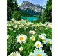 Картина по номер. на холсті 40*50см Mariposa Q2281 Ромашкове поле в Альпах
