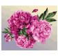 Картина по номер. на холсті 40*50см Бебилон Турбо VP1406 Ніжність півоній