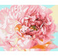 Картина  по номер. на холсті 40*50см Идейка КН2996 Ніжна півонія