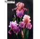Алмазна мозаїка по номерам на дереві 40*50см Diamond painting QA203685