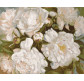 Картина  по номер. на холсті 40*50см Идейка КН2985 Білосніжна краса